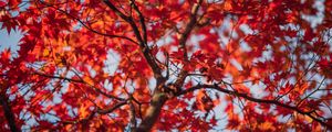Preview wallpaper maple, tree, leaves, autumn, nature