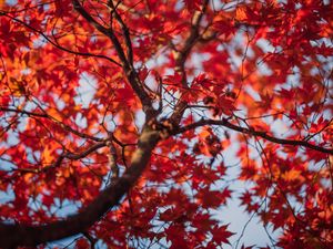 Preview wallpaper maple, tree, leaves, autumn, nature