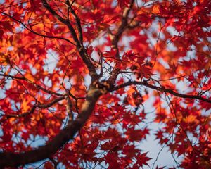 Preview wallpaper maple, tree, leaves, autumn, nature