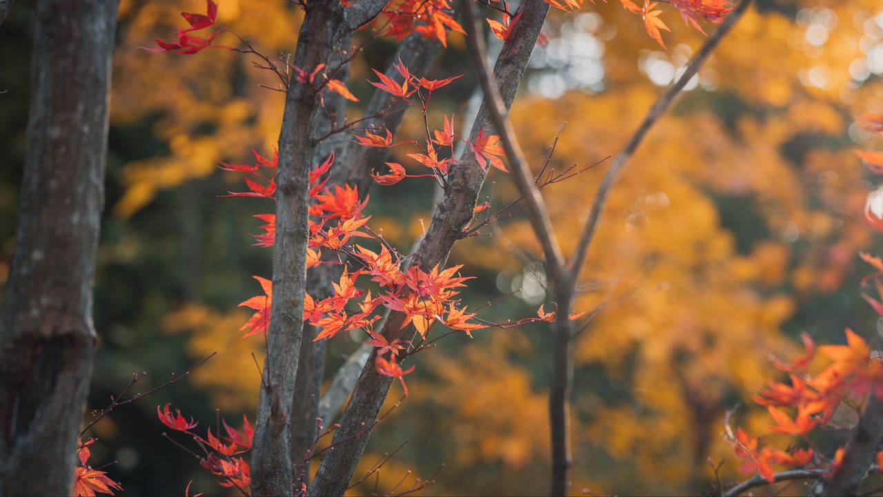 Wallpaper maple, tree, leaves, branches, autumn