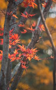 Preview wallpaper maple, tree, leaves, branches, autumn