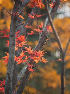 Preview wallpaper maple, tree, leaves, branches, autumn