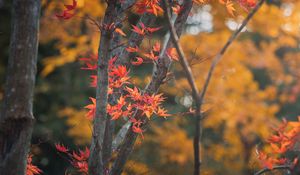 Preview wallpaper maple, tree, leaves, branches, autumn