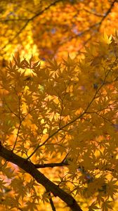 Preview wallpaper maple, tree, leaves, autumn, yellow