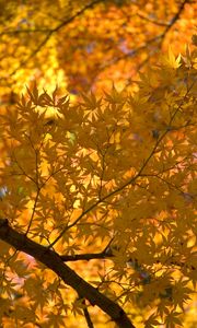 Preview wallpaper maple, tree, leaves, autumn, yellow