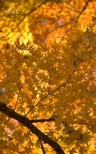 Preview wallpaper maple, tree, leaves, autumn, yellow