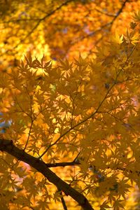 Preview wallpaper maple, tree, leaves, autumn, yellow