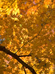 Preview wallpaper maple, tree, leaves, autumn, yellow