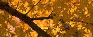 Preview wallpaper maple, tree, leaves, autumn, yellow