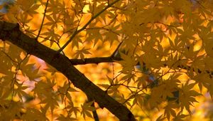 Preview wallpaper maple, tree, leaves, autumn, yellow