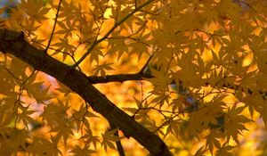 Preview wallpaper maple, tree, leaves, autumn, yellow