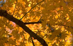 Preview wallpaper maple, tree, leaves, autumn, yellow