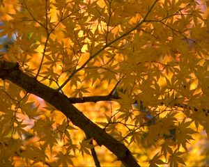 Preview wallpaper maple, tree, leaves, autumn, yellow