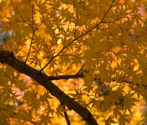 Preview wallpaper maple, tree, leaves, autumn, yellow