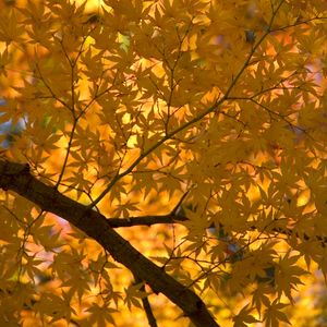 Preview wallpaper maple, tree, leaves, autumn, yellow