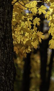 Preview wallpaper maple, tree, leaves, autumn, branches