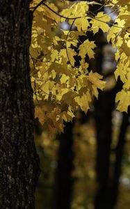 Preview wallpaper maple, tree, leaves, autumn, branches
