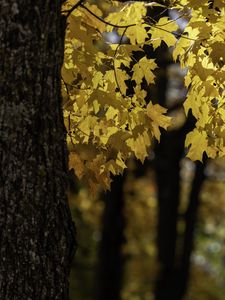 Preview wallpaper maple, tree, leaves, autumn, branches