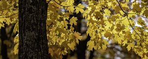 Preview wallpaper maple, tree, leaves, autumn, branches