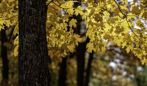 Preview wallpaper maple, tree, leaves, autumn, branches