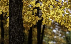 Preview wallpaper maple, tree, leaves, autumn, branches