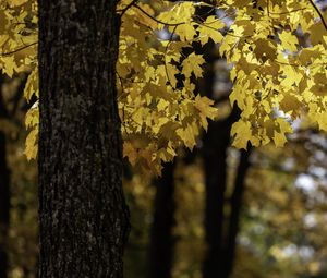 Preview wallpaper maple, tree, leaves, autumn, branches