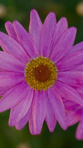 Preview wallpaper marguerite, petals, flowers, macro, pink