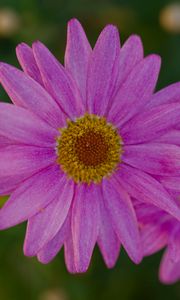 Preview wallpaper marguerite, petals, flowers, macro, pink