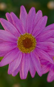 Preview wallpaper marguerite, petals, flowers, macro, pink