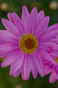 Preview wallpaper marguerite, petals, flowers, macro, pink