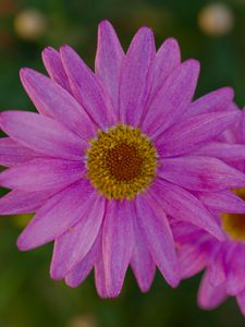 Preview wallpaper marguerite, petals, flowers, macro, pink