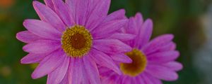 Preview wallpaper marguerite, petals, flowers, macro, pink