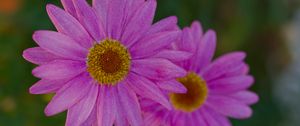 Preview wallpaper marguerite, petals, flowers, macro, pink