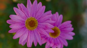 Preview wallpaper marguerite, petals, flowers, macro, pink