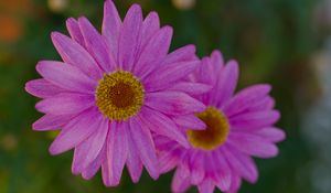 Preview wallpaper marguerite, petals, flowers, macro, pink