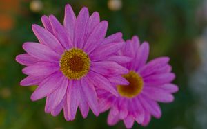 Preview wallpaper marguerite, petals, flowers, macro, pink