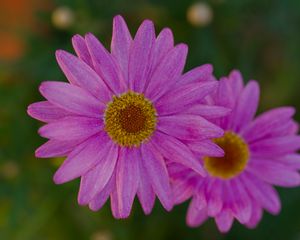 Preview wallpaper marguerite, petals, flowers, macro, pink