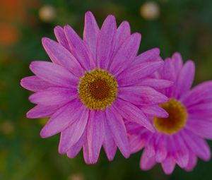 Preview wallpaper marguerite, petals, flowers, macro, pink