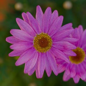 Preview wallpaper marguerite, petals, flowers, macro, pink