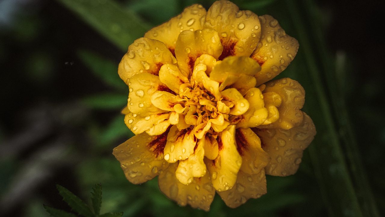 Wallpaper marigold, drops, yellow, flower