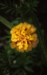 Preview wallpaper marigold, drops, yellow, flower