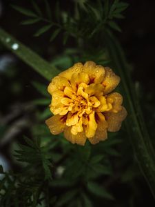 Preview wallpaper marigold, drops, yellow, flower