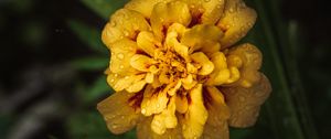 Preview wallpaper marigold, drops, yellow, flower