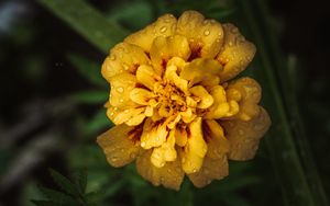 Preview wallpaper marigold, drops, yellow, flower