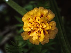 Preview wallpaper marigold, drops, yellow, flower