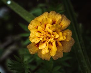 Preview wallpaper marigold, drops, yellow, flower