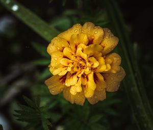 Preview wallpaper marigold, drops, yellow, flower