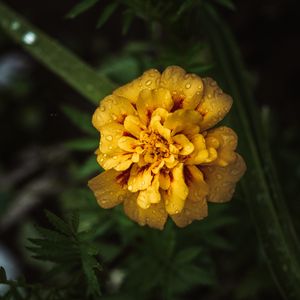 Preview wallpaper marigold, drops, yellow, flower