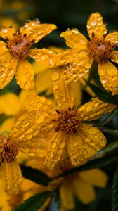 Preview wallpaper marigold, flower, drops, yellow, macro