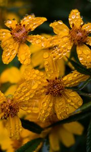 Preview wallpaper marigold, flower, drops, yellow, macro